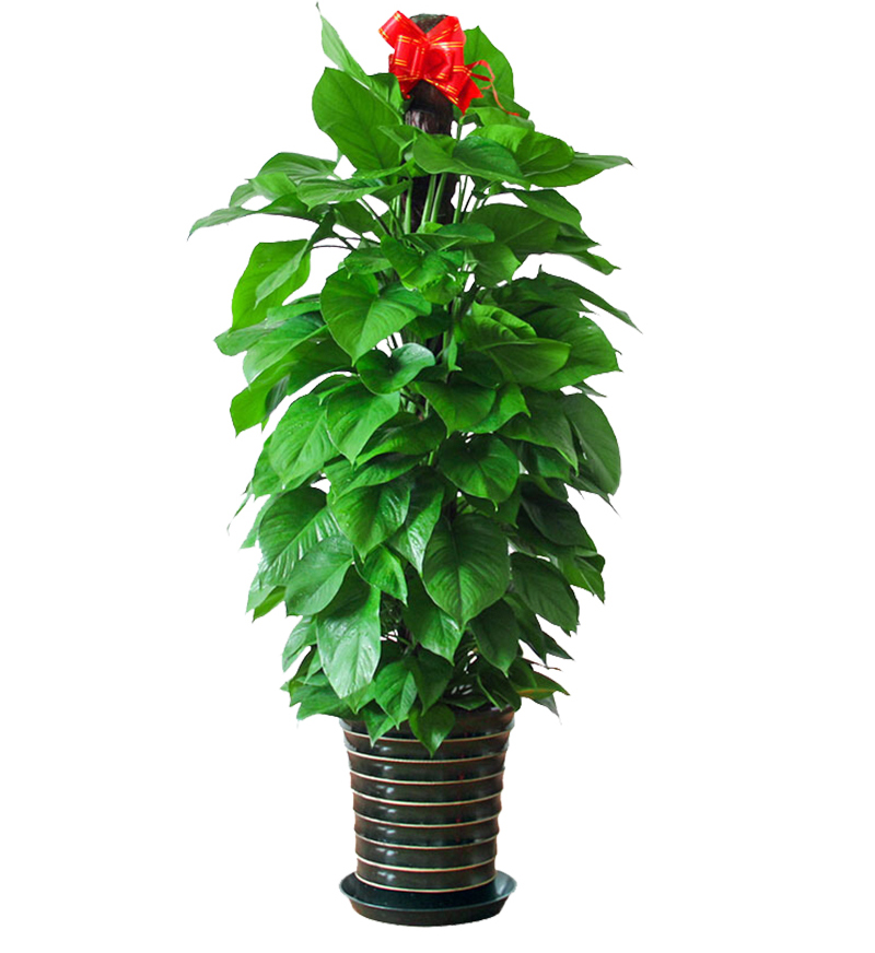 綠植花卉租擺公司